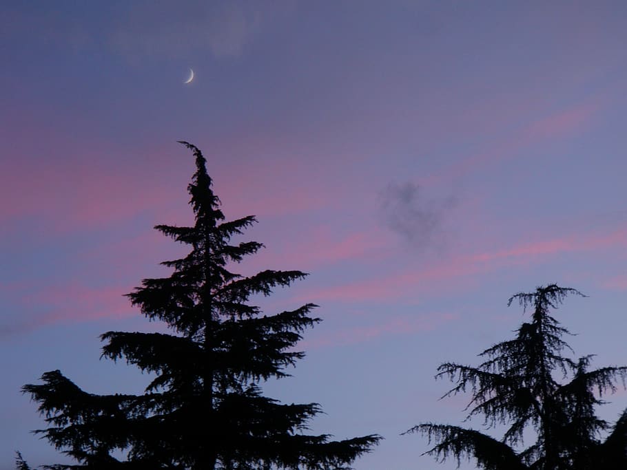 abetos, tarde, lua, céu, sky, tree, silhouette, plant, beauty in nature HD wallpaper