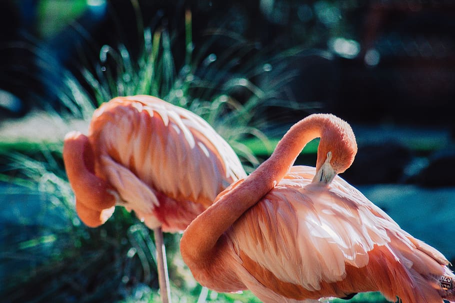 Two Pink Birds, animal, close-up, color, daylight, exotic, flamingo, HD wallpaper