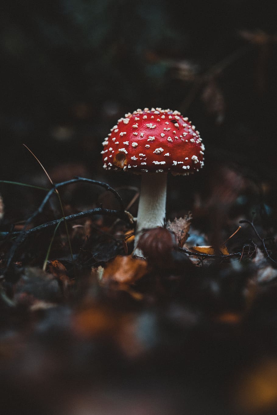 red and white mushroom in woods, autumn, nature, poisonou, fly agaric