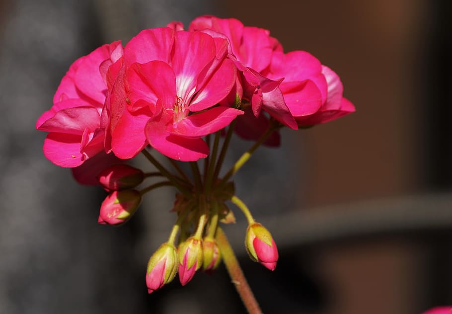 nutmeg, flower, pink, geranium, balcony, ornamental, plant HD wallpaper
