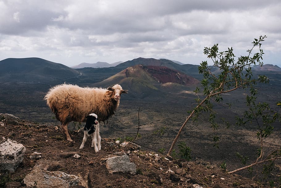 spain, lanzarote, valcono, mountain, sheep, hills, mountains HD wallpaper