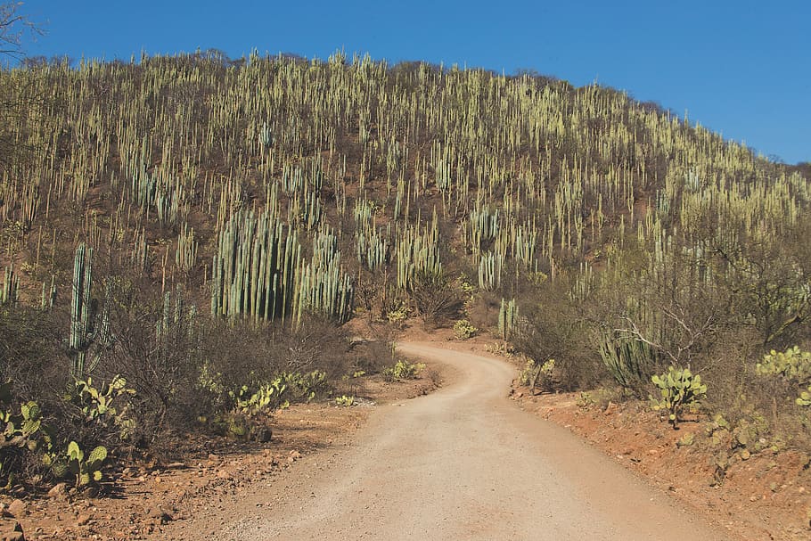 green cactuses on brown hill, gravel, dirt road, mexico, biosphere reserve tehuacán-cuicatlán