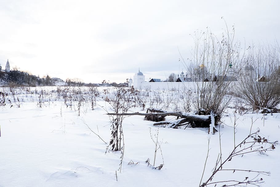winter, snow, landscape, white, trees, cold temperature, plant HD wallpaper
