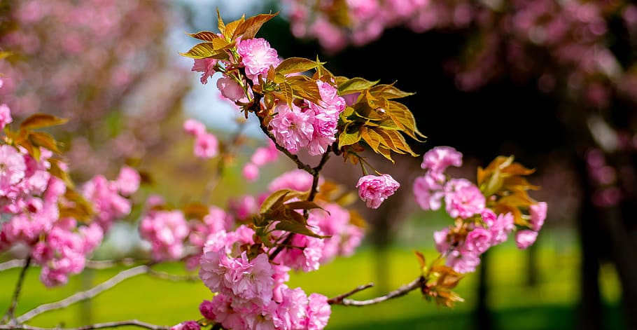 tree, blooming, springtime, blossom, branch, botany, sky, sun HD wallpaper
