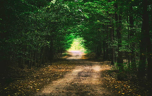 forest, way, landscape, tree, nature, the path, forests, scenery HD wallpaper