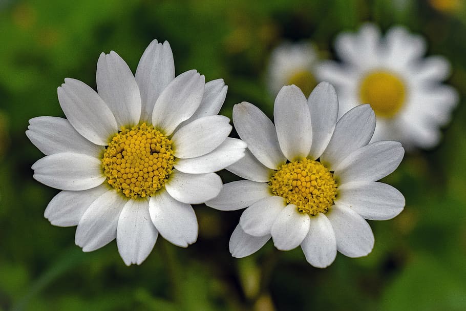 daisies, daisy, flower, bloom, nature, plant, spring, blossom HD wallpaper
