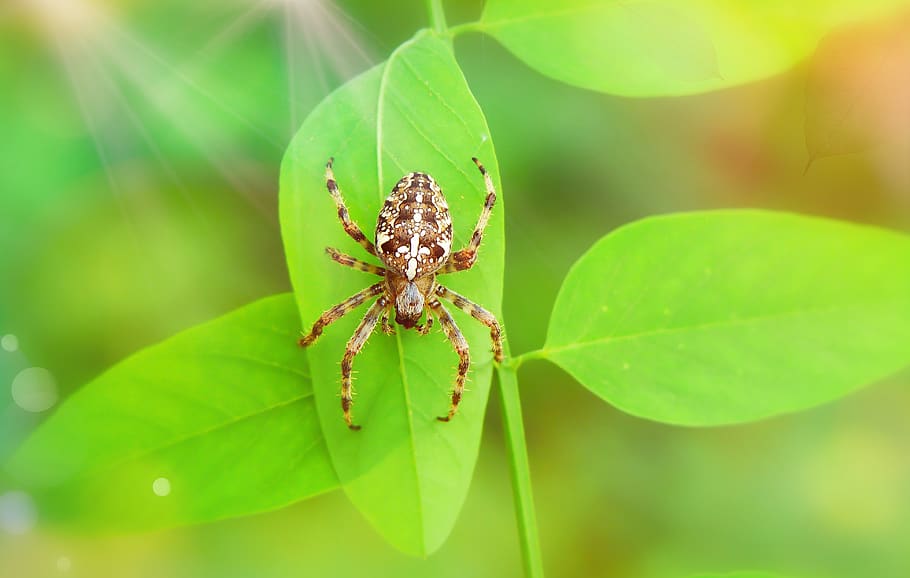 crusader garden, female, arachnid, foliage, insect, animals, HD wallpaper