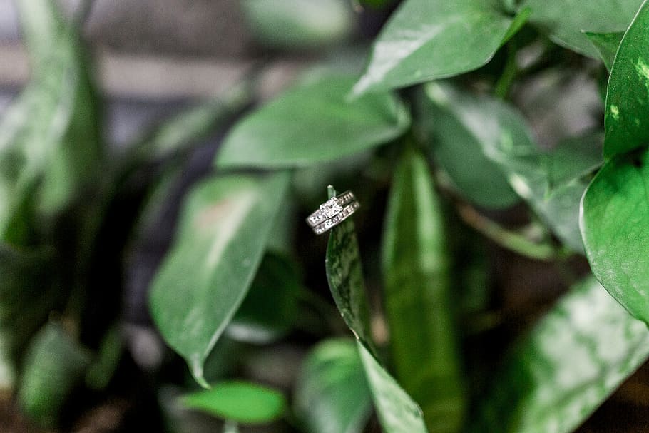 plant, leaf, diamond, green, ring, reptile, animal, accessories HD wallpaper