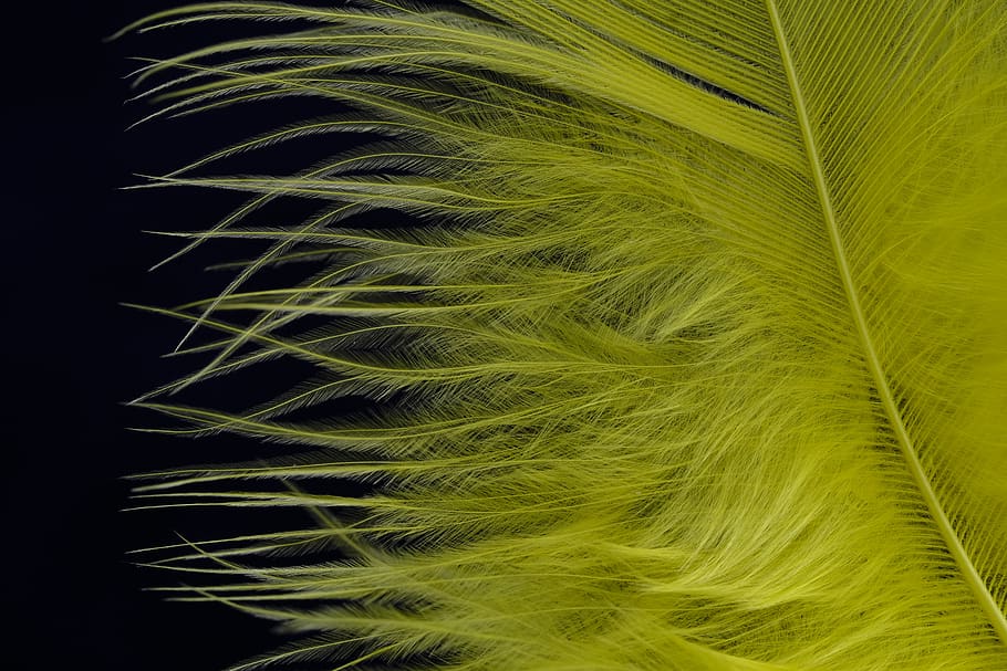 feather, fluff, bird feather, down, slightly, yellow, jewellery HD wallpaper