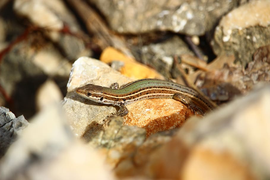 lizard, croatia, wildlife, selective focus, animals in the wild HD wallpaper