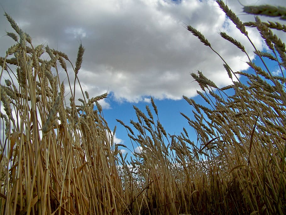 wallpaper, clouds, wheat, plant, cloud - sky, growth, nature HD wallpaper