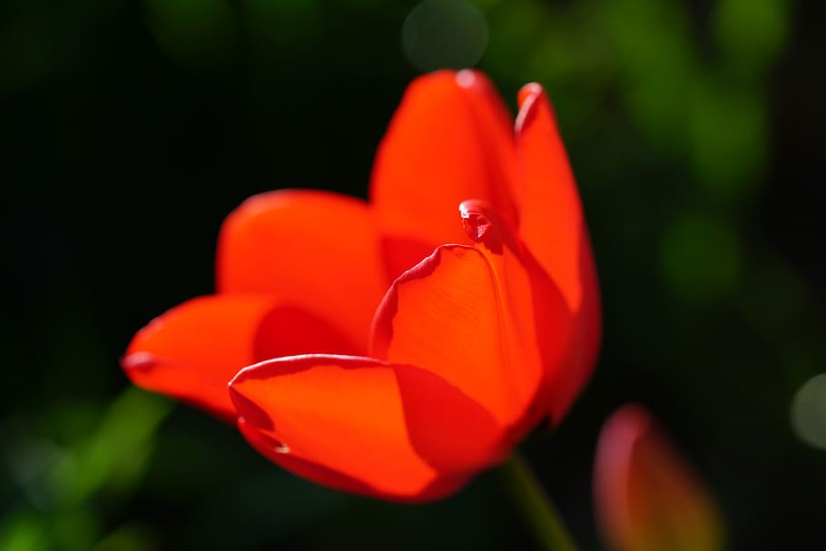 tulip, blossom, bloom, red, spring, spring flowers, plant, flowering plant HD wallpaper