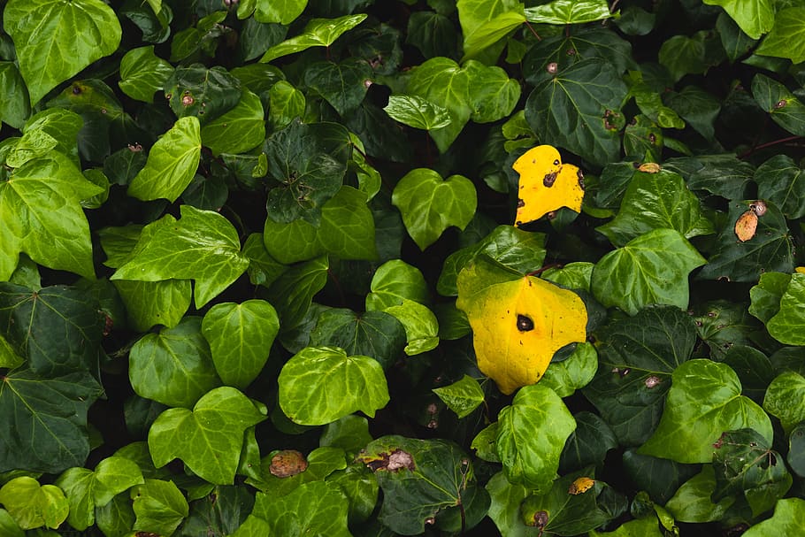 green color, plant part, leaf, yellow, freshness, nature, growth HD wallpaper