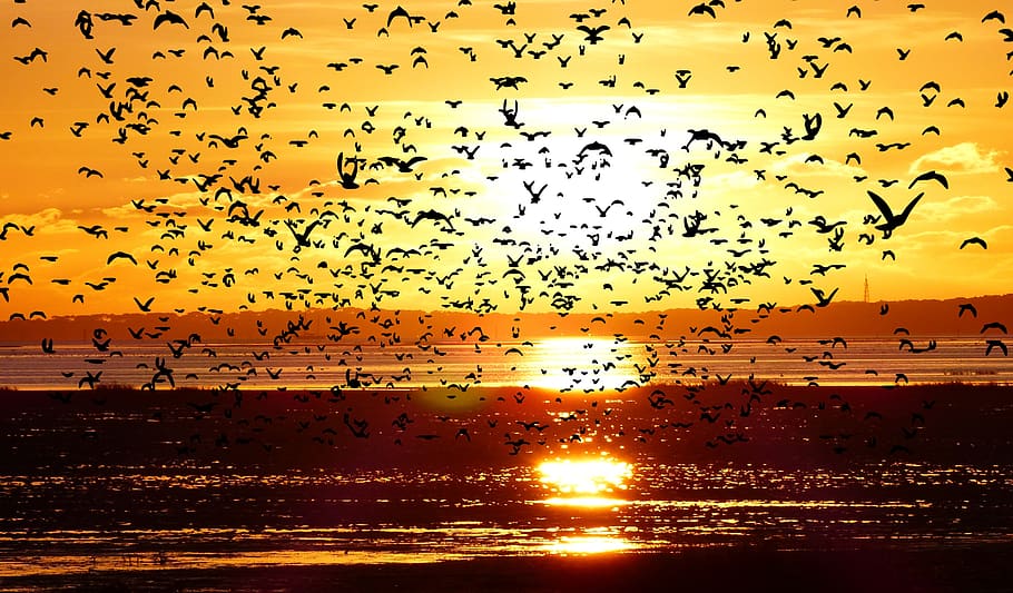sunset, ocean, low tide, birds, flight, beach, sky, nature HD wallpaper
