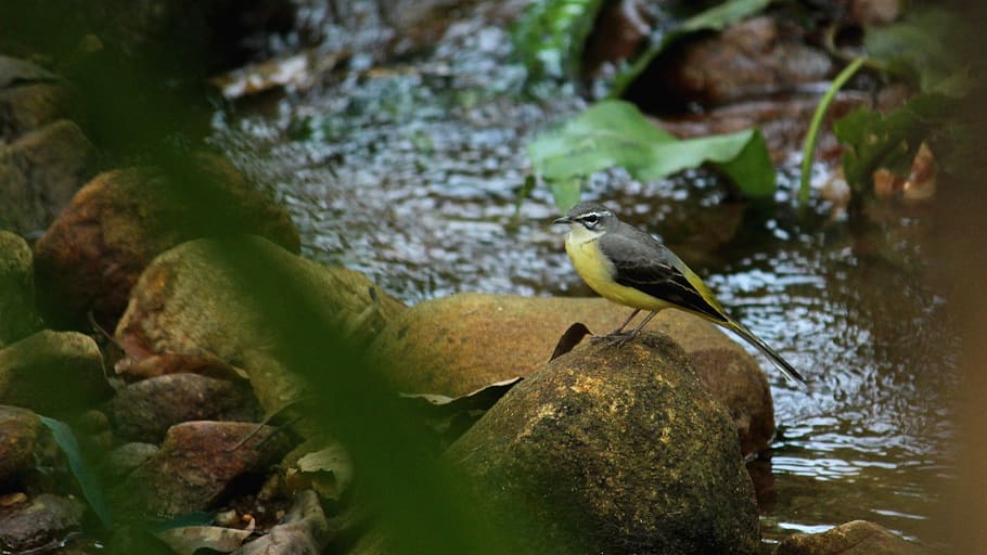 bird, avian, sitting, stream, rock, forest, ground, wagtail HD wallpaper