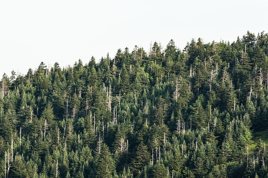 green pine trees, sky, forest, woodland, sunlight, nature, wildlife HD wallpaper