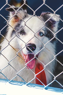 Blue Merle Australian Shepherd, adorable, animal, cage, canine HD wallpaper