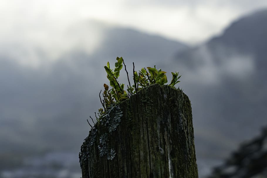 bokeh, moss, mossy wood, sony alpha, a7rii, plant, focus on foreground, HD wallpaper