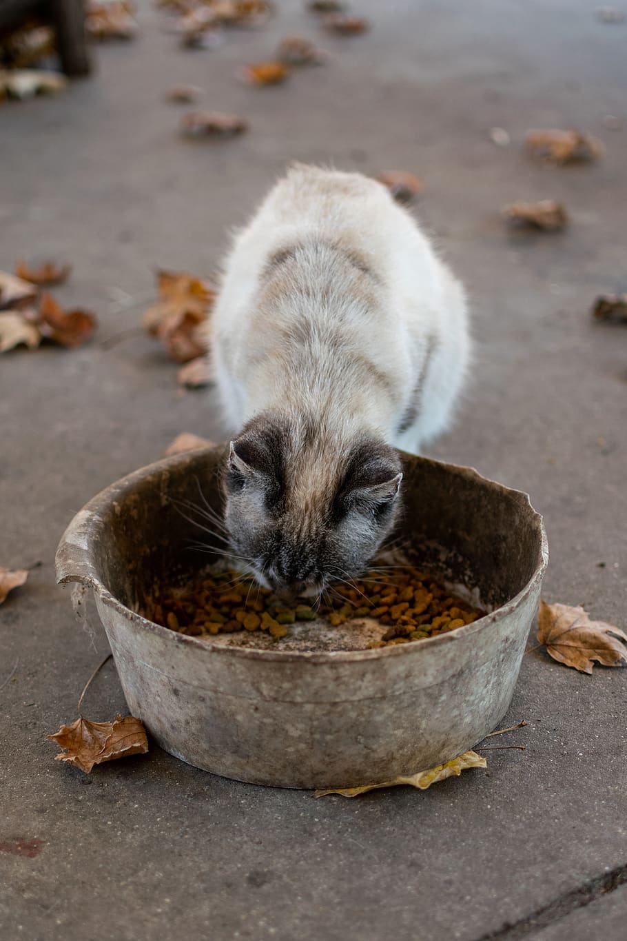 white and brown cat eating, animal themes, mammal, one animal HD wallpaper