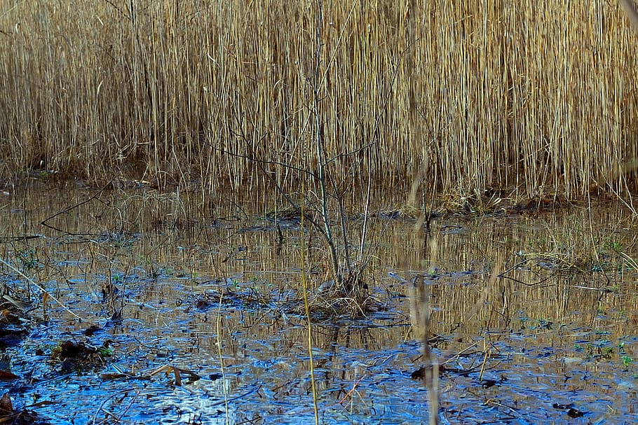 pools, water, mirroring, nature, biotope, schlifrohr, plant HD wallpaper