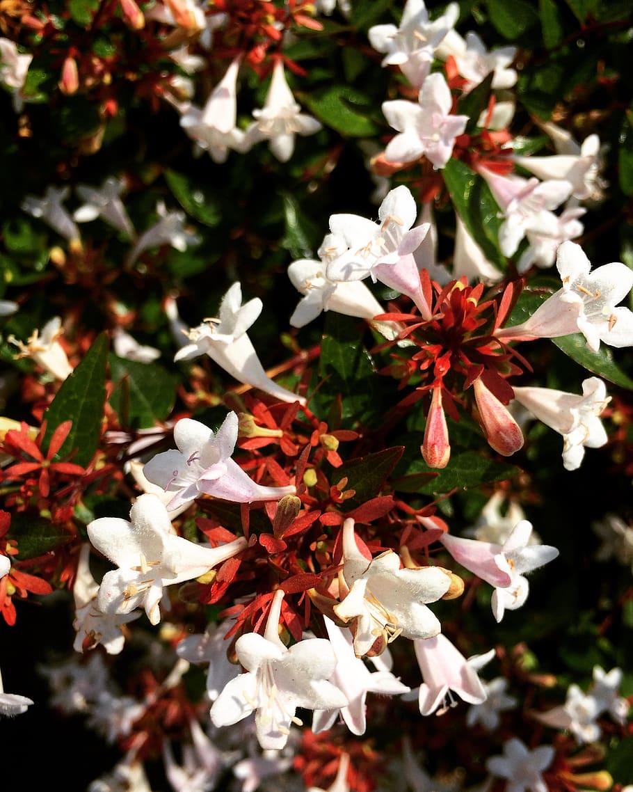 flower, spring, nature, plant, blooming, garden, beautiful HD wallpaper