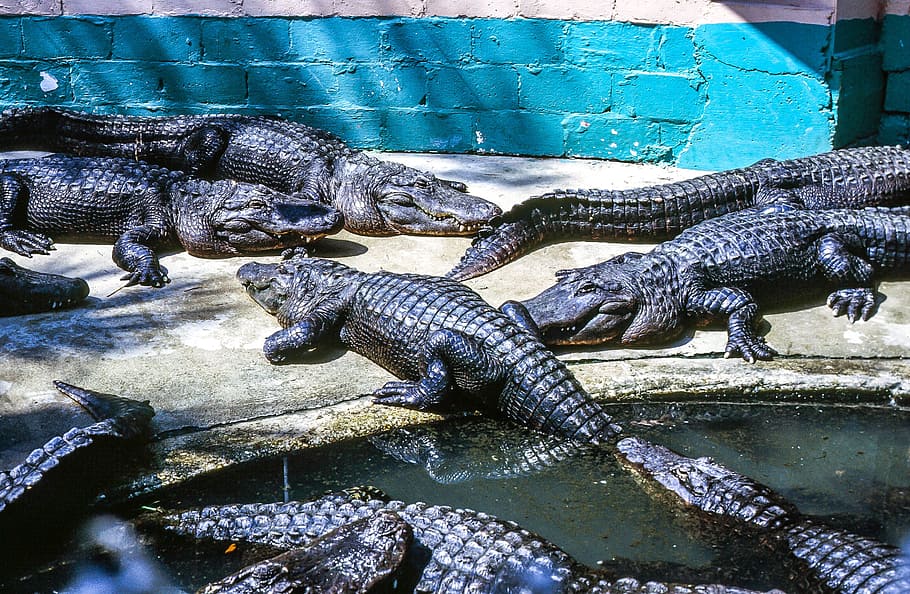 Group of Alligators resting at Alligator Farm, animal, carnivore