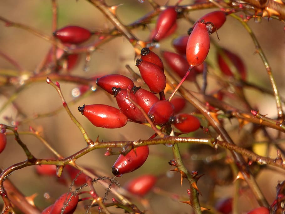 églantines, fruit, red, nature, vitamins, rose hips, branch HD wallpaper