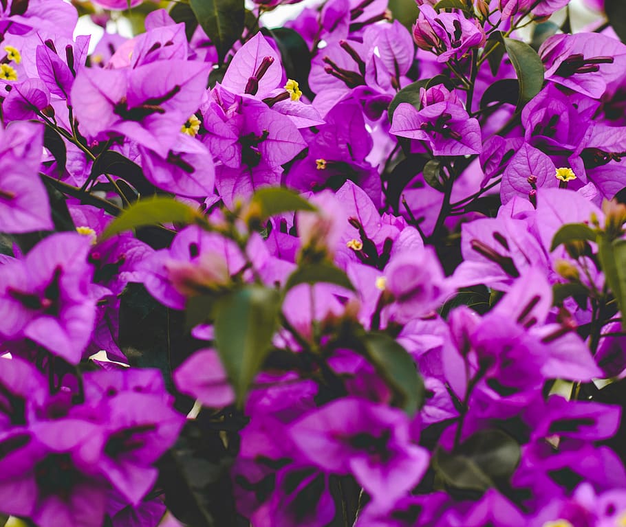 purple petaled flowers, blossom, geranium, plant, flora, jar HD wallpaper