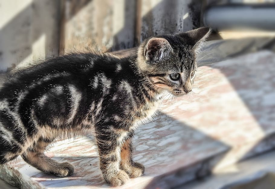 kitten, cat, pet, animal, cute, feline, adorable, playful, furry HD wallpaper
