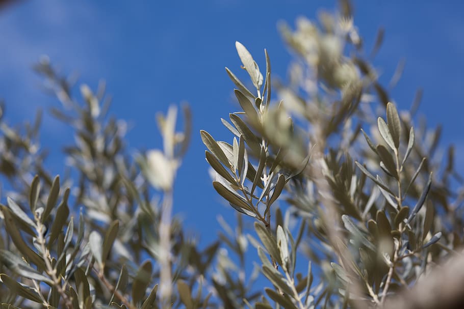 italy, trees, olive, olivetree, blue sky, plant, growth, nature