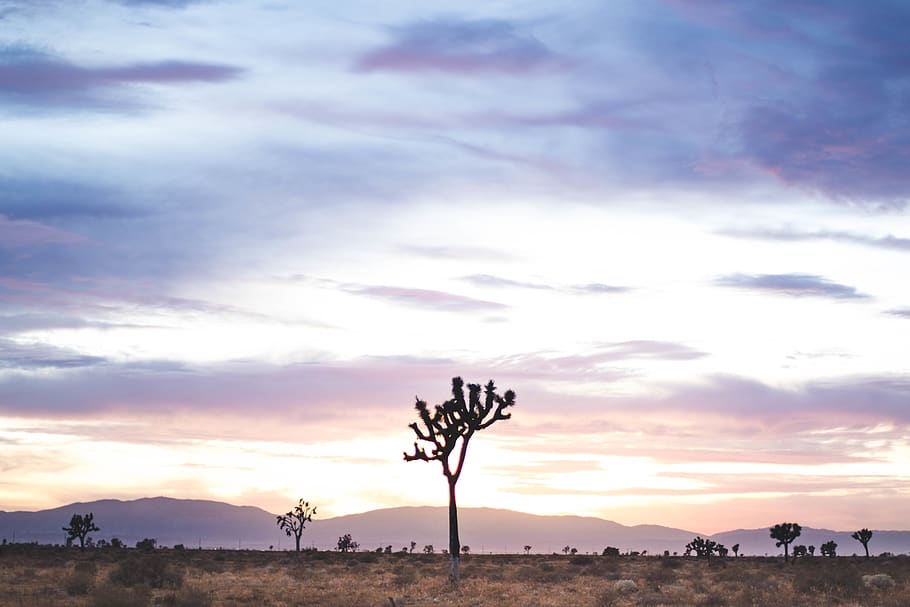 tree photography, nature, outdoors, sky, landscape, sunset, dawn HD wallpaper