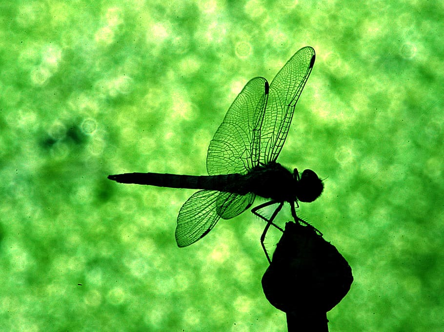 nature, grass, wing, leaf, green, insect, fauna, invertebrate HD wallpaper