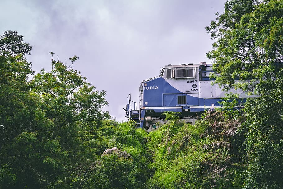 tree, plant, mode of transportation, train, land vehicle, growth HD wallpaper