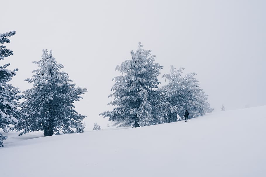 snow-covered green pine trees, winter, cold temperature, plant HD wallpaper