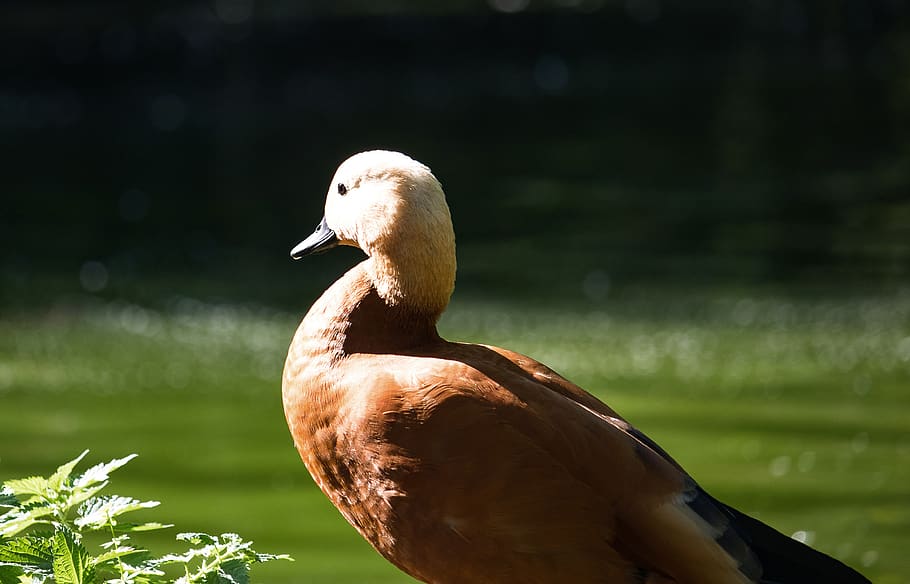 rust goose, bird, poultry, meadow, animal, animal world, animal themes HD wallpaper