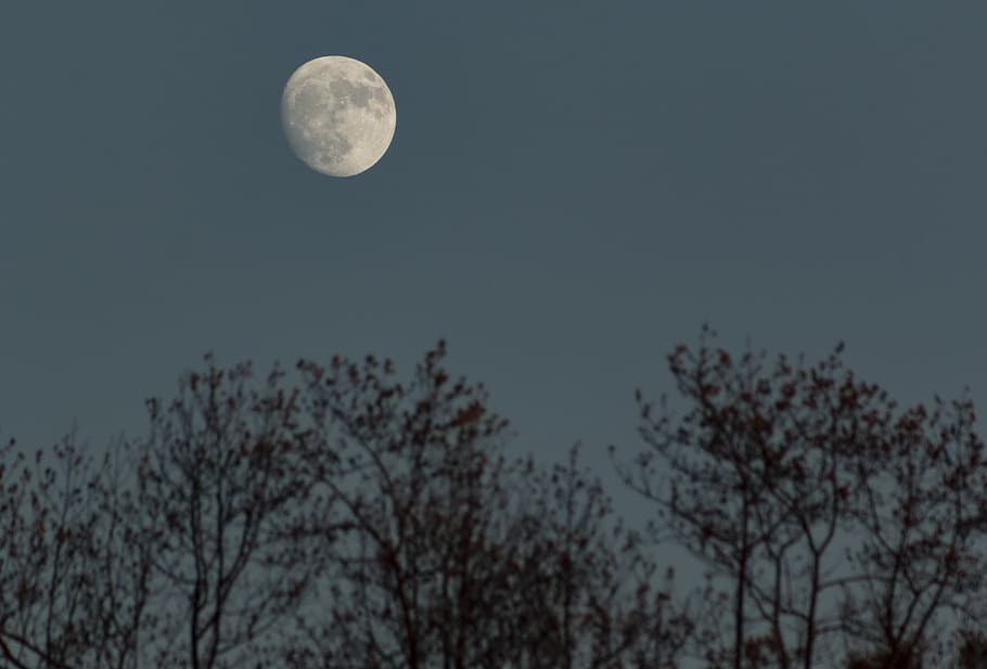 moon, trees, nature, sky, space, night, astronomy, low angle view HD wallpaper