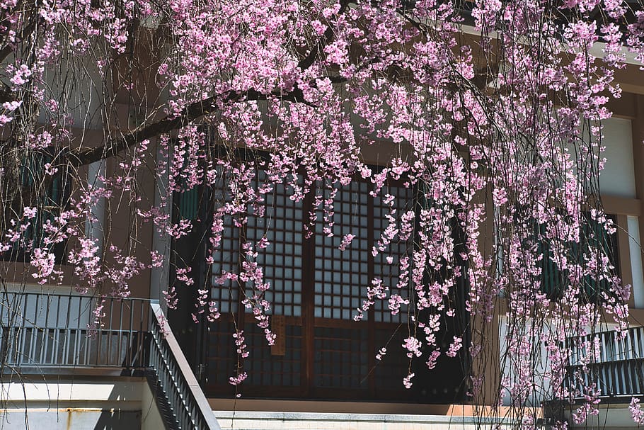 Pink Flowers, bloom, blossom, branch, flora, japan, nagano, petals HD wallpaper
