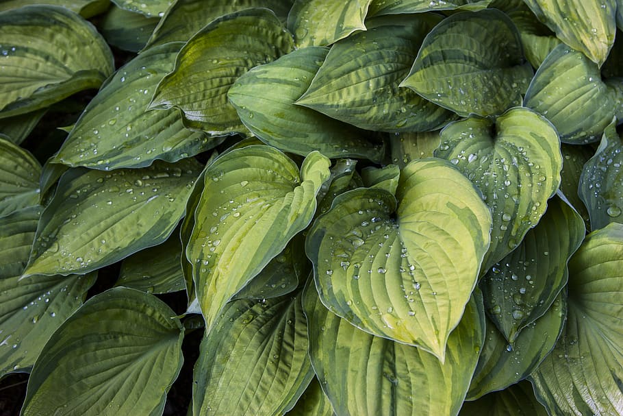leaf, droplet, plant, green, rain, freshness, food and drink HD wallpaper