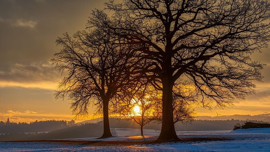 tree, sunrise, landscape, sky, romantic, winter, sunset, beauty in nature HD wallpaper