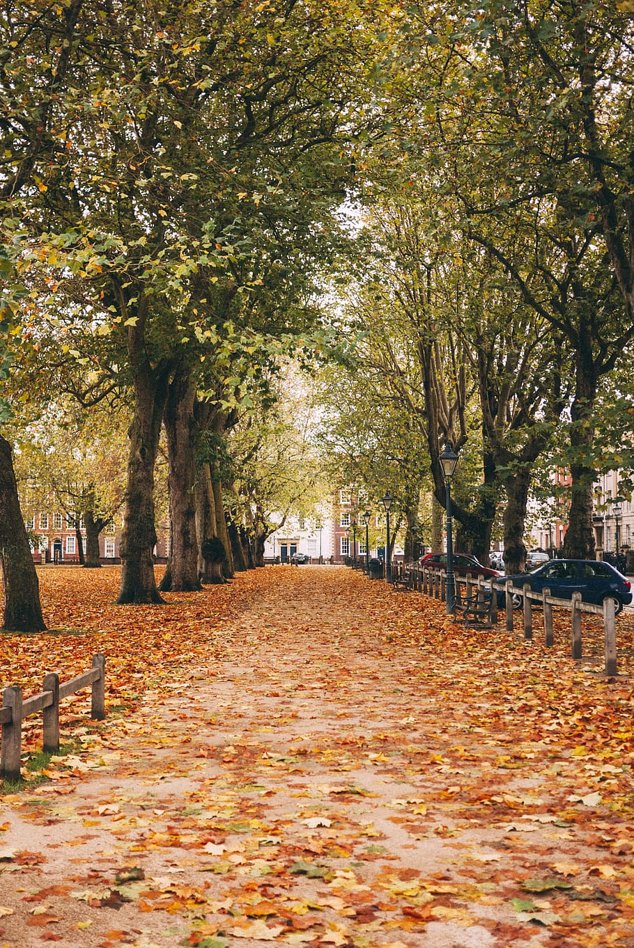 united kingdom, bristol, fall, leaf, park, trees, leaves, autumn HD wallpaper