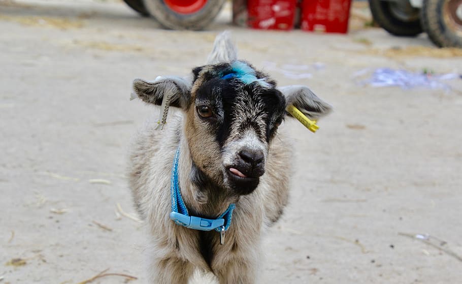 brown and black goat, domestic, mammal, pets, domestic animals HD wallpaper