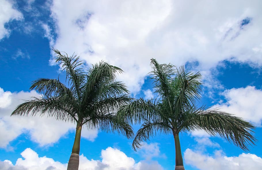 Low Angle Photography Of Coconut Trees, clouds, daylight, low angle shot HD wallpaper