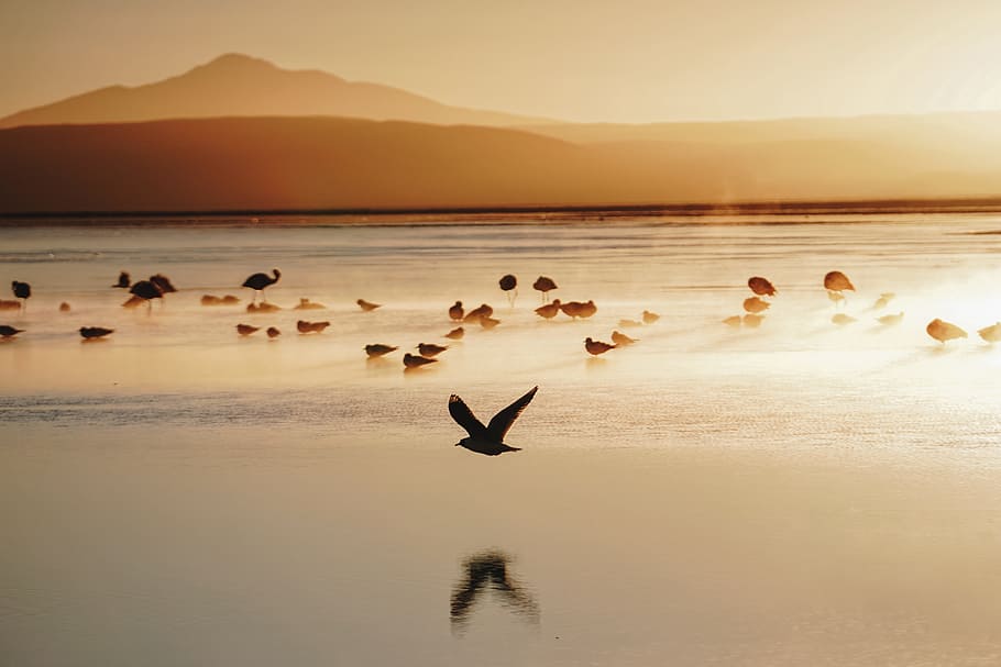 flock of birds in seashore, ocean, beach, mountain, orange, layer HD wallpaper