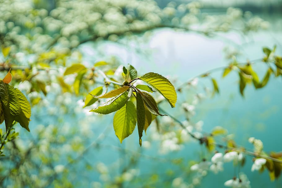 Cherry Blossom Tree Near Lake in Close Up Photography, blooming HD wallpaper