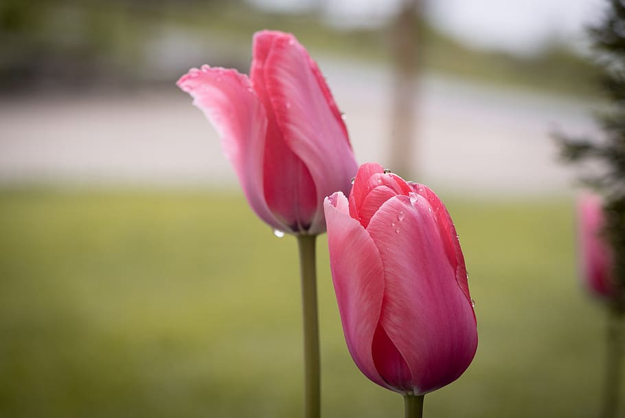 tulips, pink, flowers, spring, nature, garden, flora, bloom HD wallpaper
