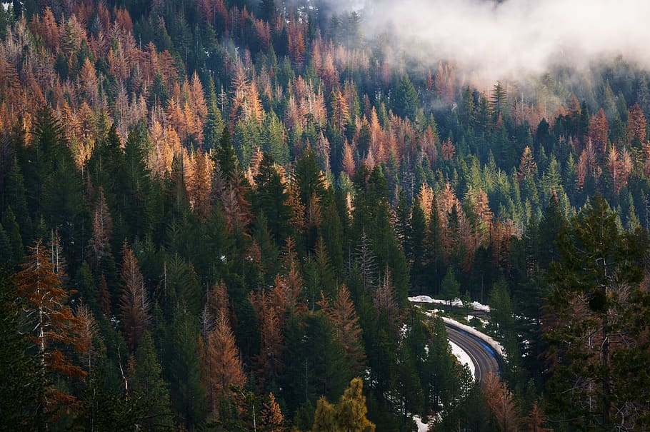 forest, woods, road, winter, trip, fog, tree, plant, beauty in nature HD wallpaper