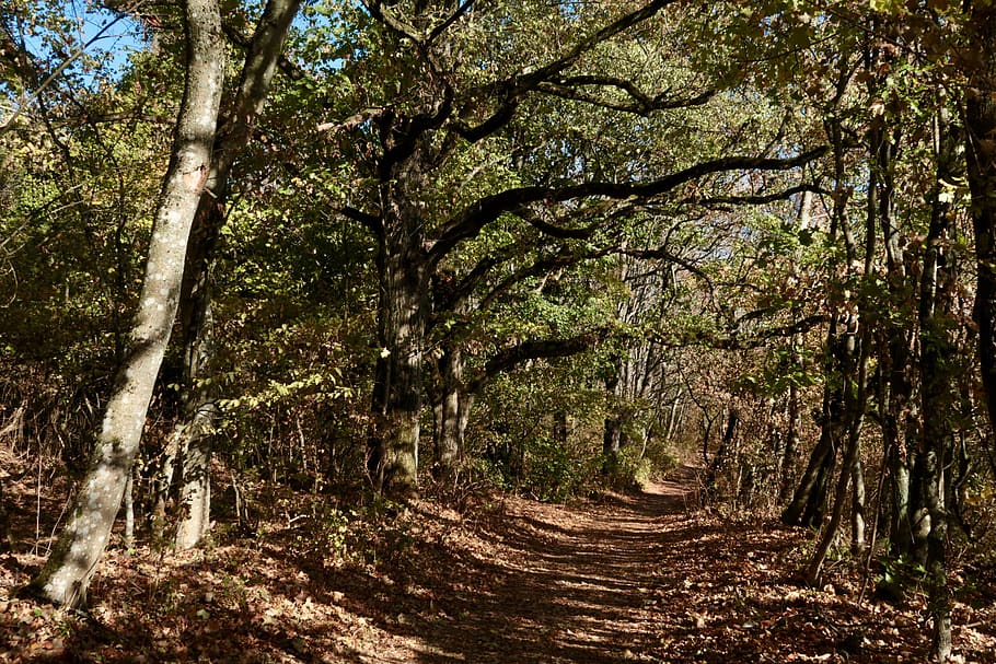 forest, trees, path, away, trail, autumn, nature, forest path HD wallpaper