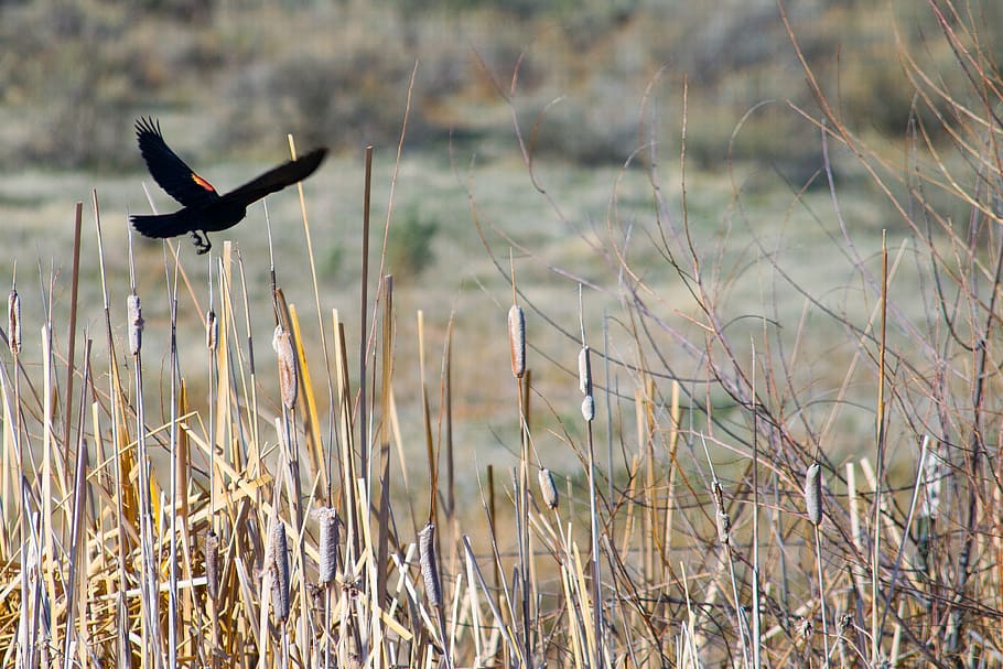 Black Bird on Brown Grass, dry, environment, wild, one animal HD wallpaper