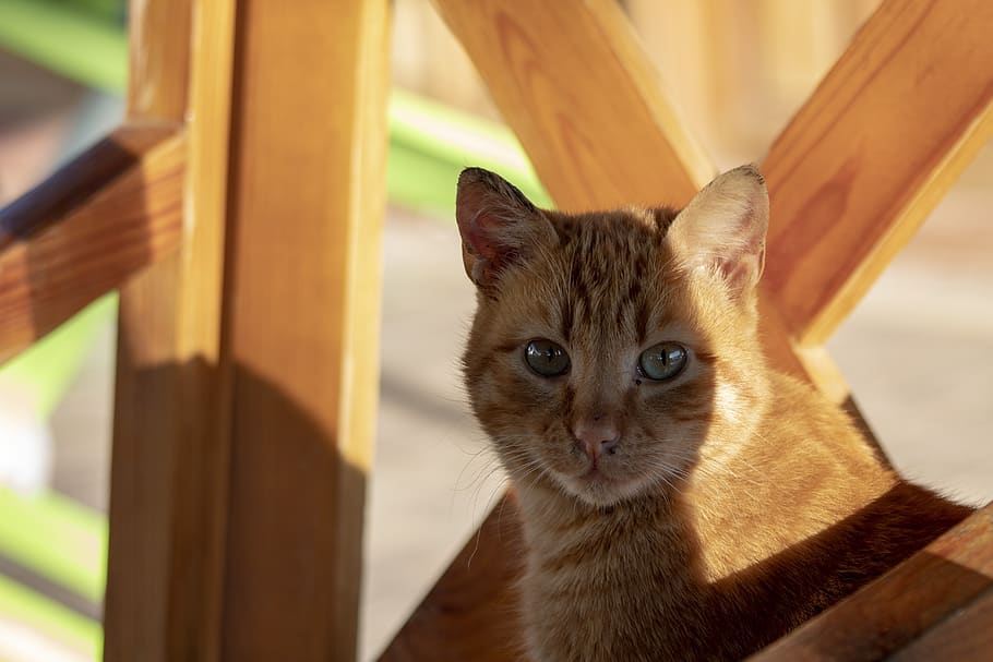 cat, yellow, brown, wood, friend, animal, cute, eye, kitty, HD wallpaper