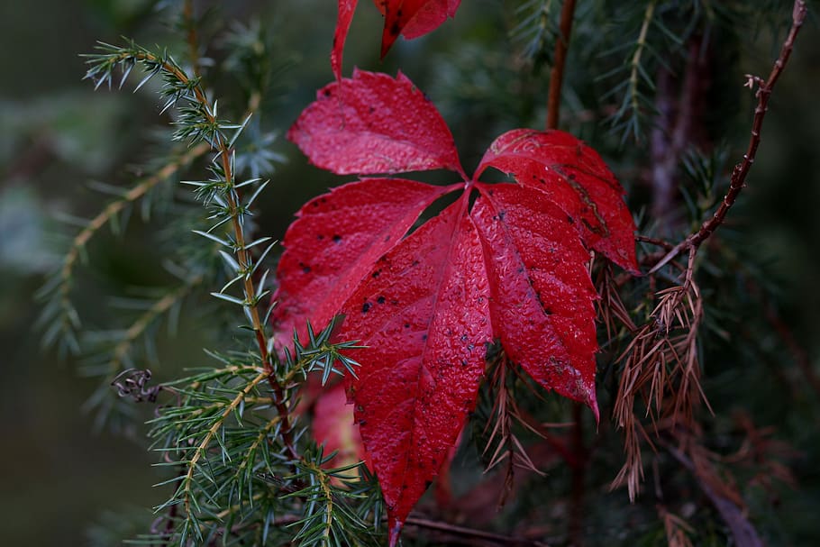 leaf, red, autumn, plant, nature, botanical, beauty, growth HD wallpaper
